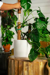 Plant Care