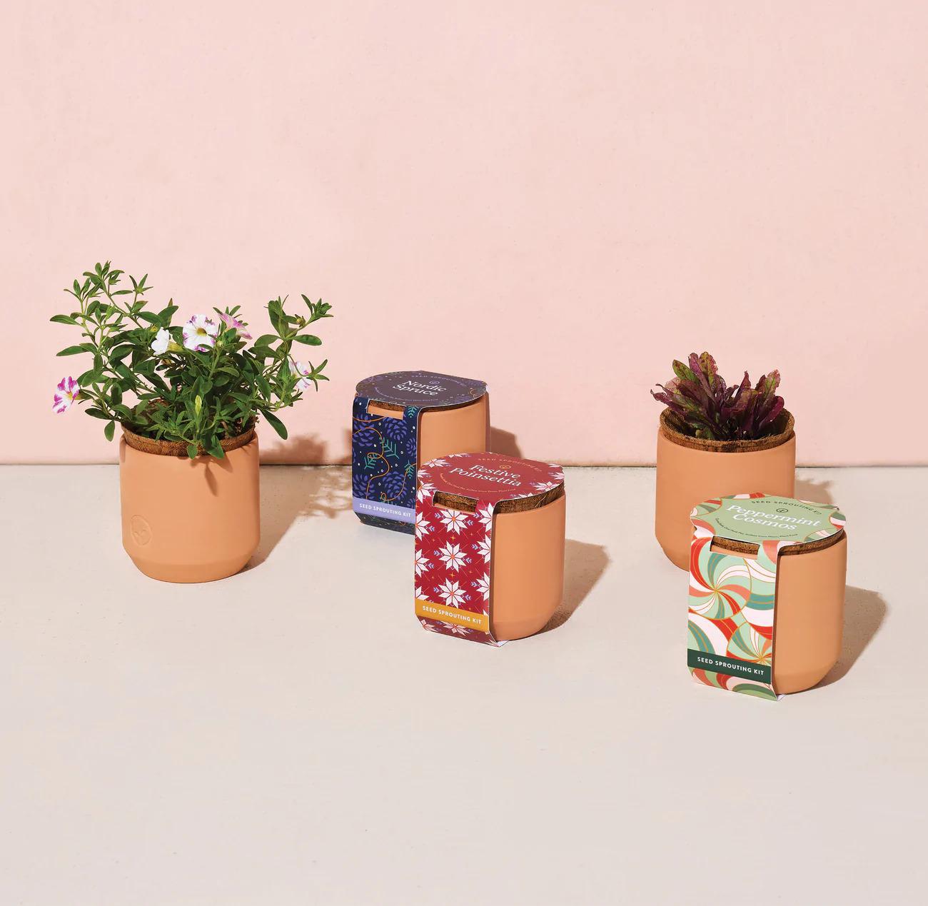 Holiday Tiny Terracotta Grow Kit Nordic Spruce